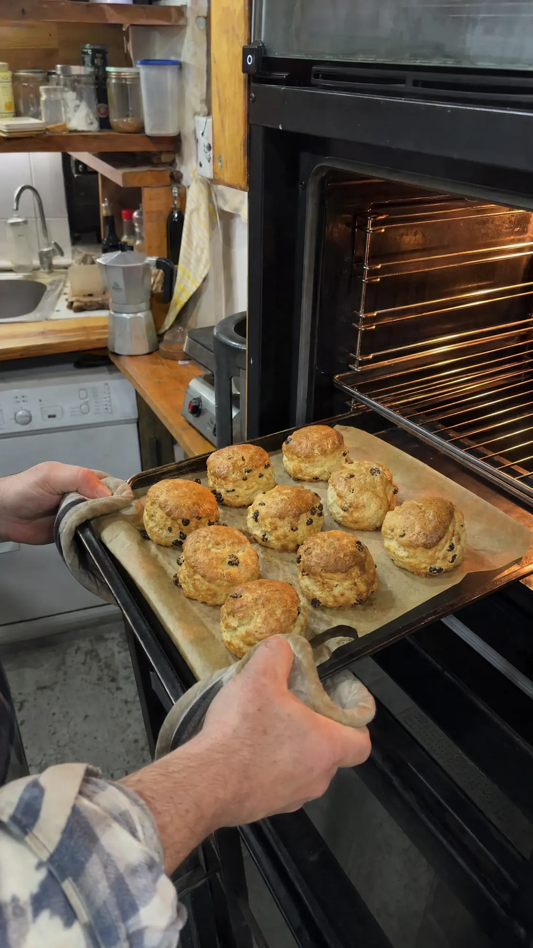 Fruit scones on a baking tray, fresh from the oven